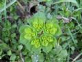 Euphorbia helioscopia