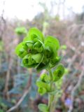 Euphorbia amygdaloides