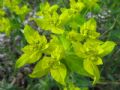 Euphorbia verrucosa