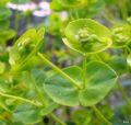 Euphorbia nicaeensis