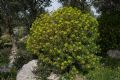 Euphorbia dendroides