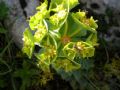 Euphorbia myrsinites