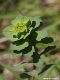 Euphorbia helioscopia