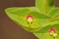 Euphorbia dulcis