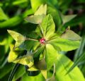 Euphorbia dulcis