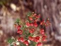 Euphorbia cyparissias