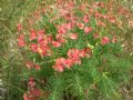 Euphorbia cyparissias