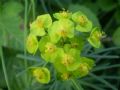 Euphorbia cyparissias