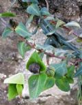 Euphorbia lathyris