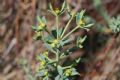 Euphorbia pithyusa subsp. cupanii