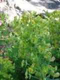 Euphorbia characias