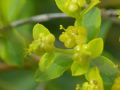 Euphorbia spinosa subsp. ligustica