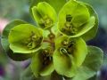 Euphorbia helioscopia