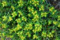 Euphorbia spinosa