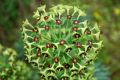 Euphorbia characias