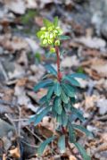 Euphorbia amygdaloides