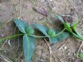 Euphorbia lathyris