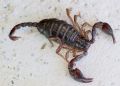 Euscorpius garganicus