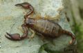 Euscorpius tergestinus