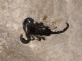 Euscorpius italicus