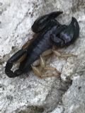 Euscorpius garganicus