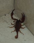 Euscorpius aquilejensis