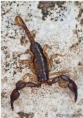 Euscorpius sicanus