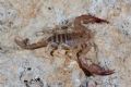Euscorpius aquilejensis