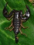 Euscorpius flavicaudis