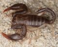 Euscorpius flavicaudis