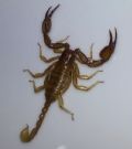 Euscorpius aquilejensis