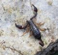 Euscorpius garganicus