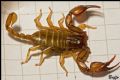 Euscorpius aquilejensis