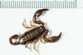 Euscorpius sicanus