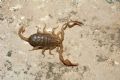 Euscorpius cf. garganicus