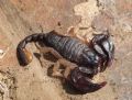 Euscorpius flavicaudis