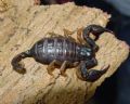 Euscorpius flavicaudis