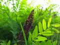 Amorpha fruticosa