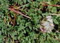 Astragalus australis