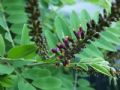 Amorpha fruticosa