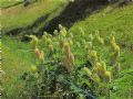 Astragalus alopecurus