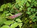 Amorpha fruticosa