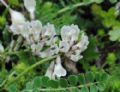 Astragalus depressus