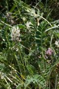 Astragalus depressus