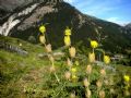 Astragalus alopecurus