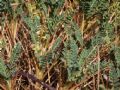 Astragalus genargenteus