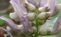 Astragalus depressus