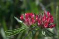 Anthyllis vulneraria subsp. rubriflora