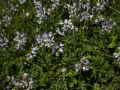 Astragalus alpinus