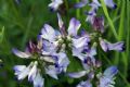 Astragalus alpinus